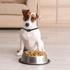 Mini Pet Collar Camera for Dogs & Cats (HD 1080p)