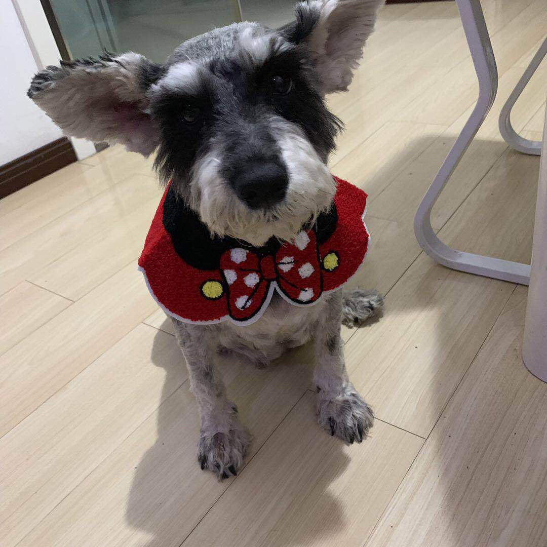 Cute Pet Bandana Bibs: Tie-On, Snap-On & Cape Collar Styles